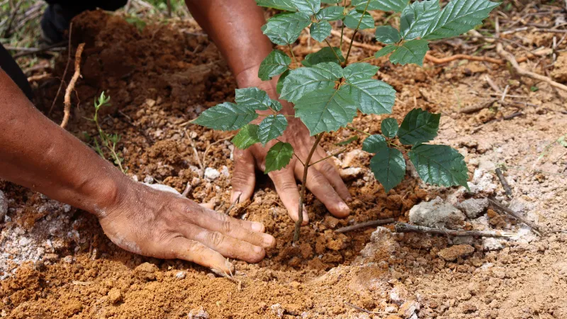 Carbono Neutro no eventos do Gear Tips - Plantio de mudas