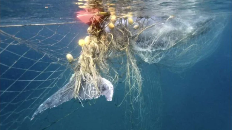 Uso insustentável dos oceanos
