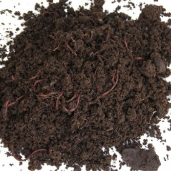 morada-da-floresta-minhocas