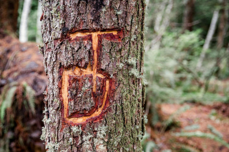 Leave no Trace - não marque árvores ou rochas
