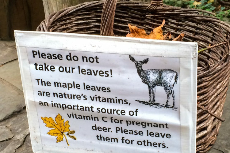 Leave no Trace - Não colete itens de flora ou minerais
