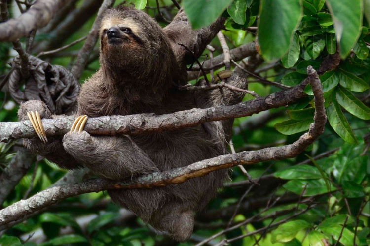 Respeite a Vida Selvagem - Leave no Trace