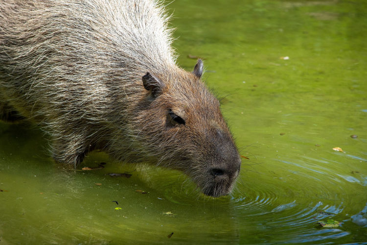 Capivara