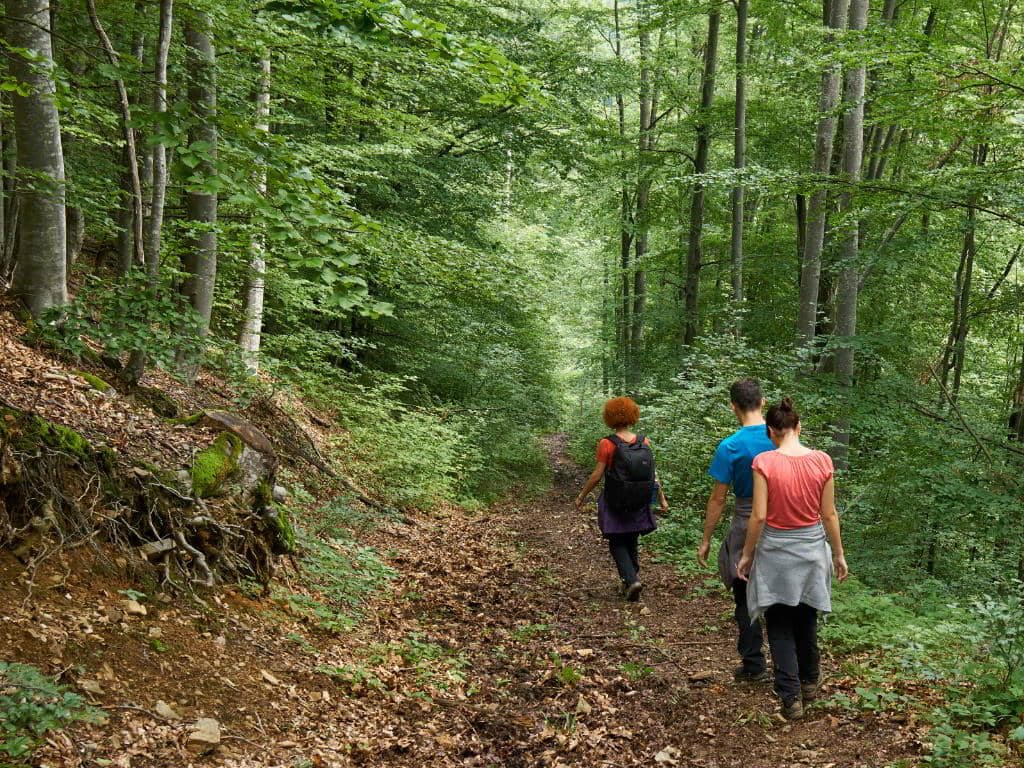 Trilhando entre as árvores de uma floresta