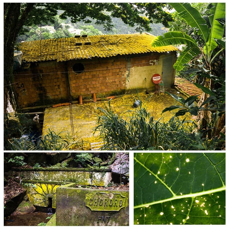 Floresta da Tijuca