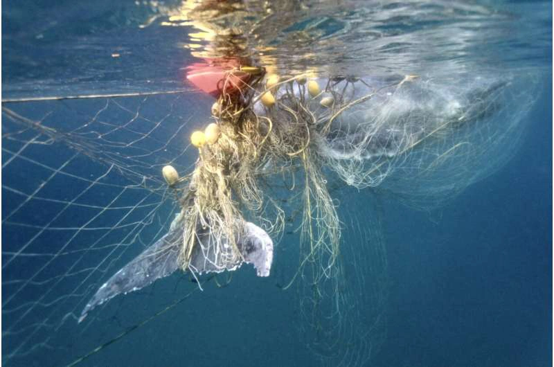 Uso insustentável dos oceanos